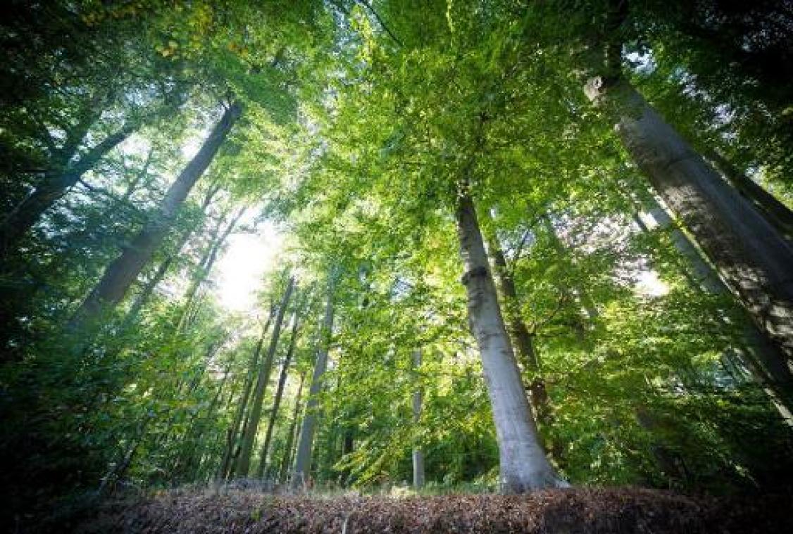Raad van State bijzonder scherp voor regeling kwetsbare bossen