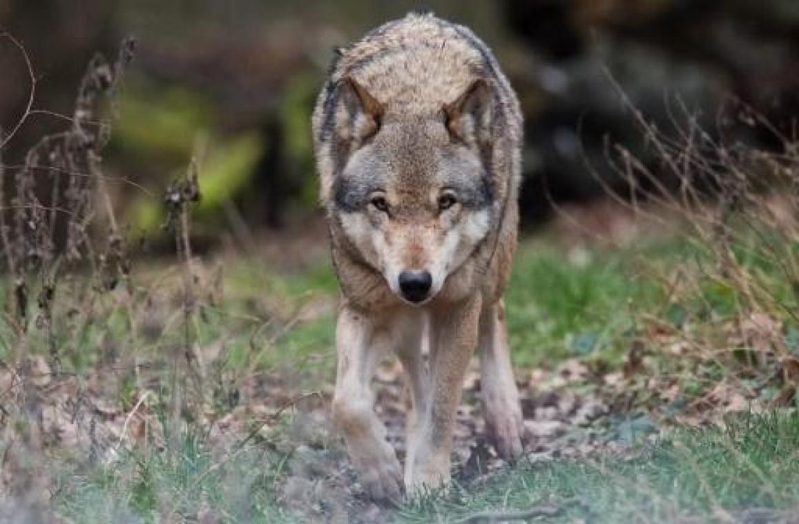Jagen op wolven wordt eenvoudiger in Duitsland