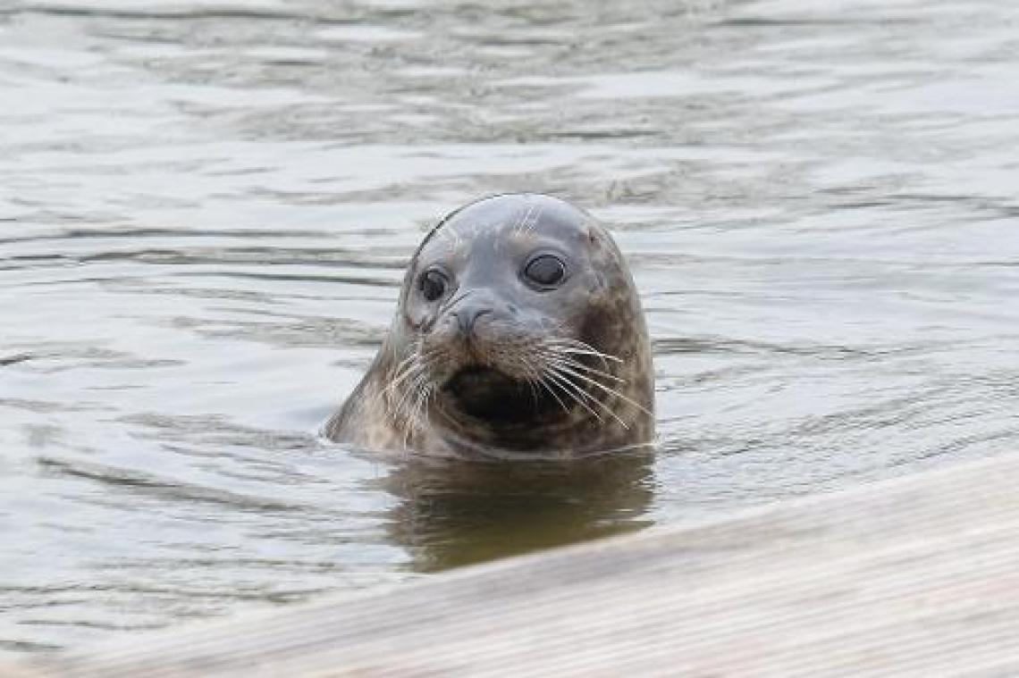 Wandelaars bellen politie voor rustende zeehonden in Oostende
