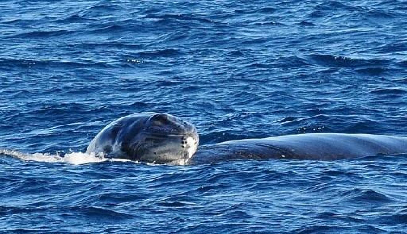Australische bultrug maakt succesvolle comeback
