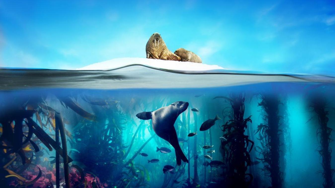 Waag je kans om BBC Blue Planet II te zien live!