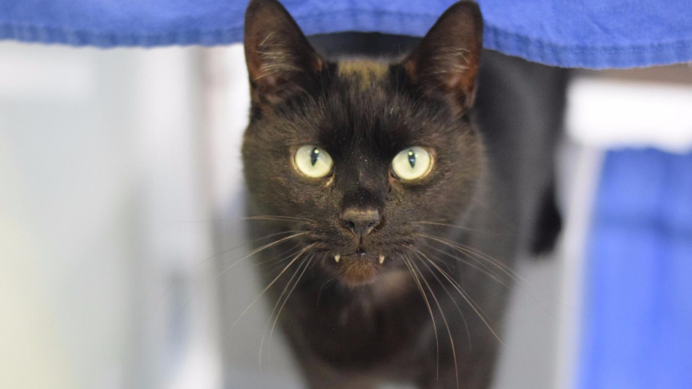 Kat met vampiertanden zoekt nieuw baasje