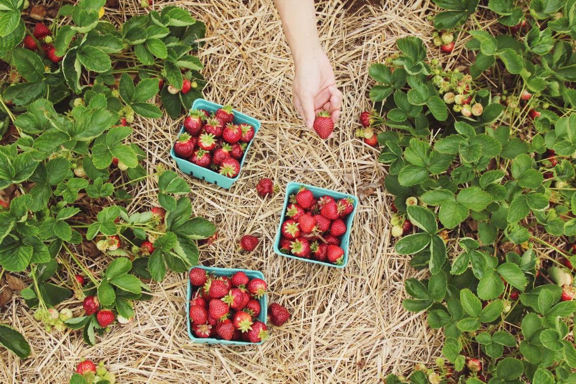 Brusselaars krijgen gratis plantenzaadjes