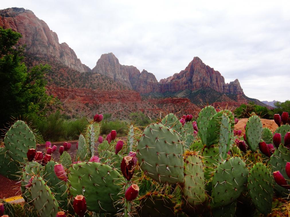 Alweer een nieuwe trend in waterland: cactuswater