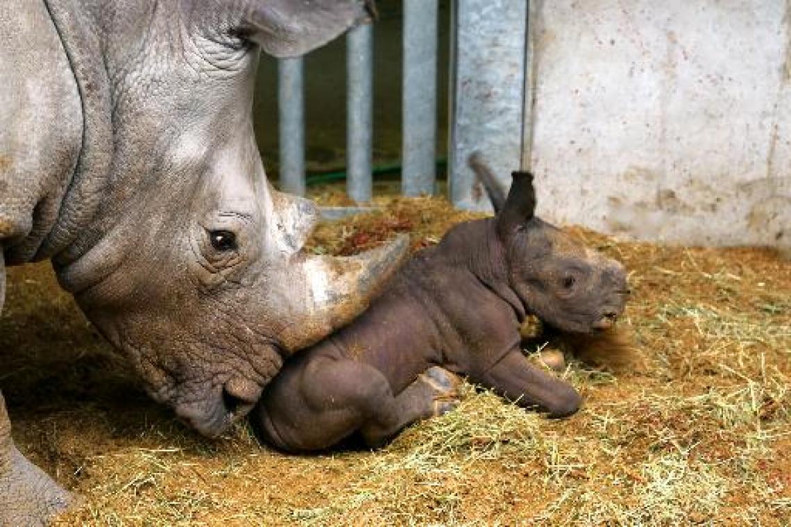 Neushoornbaby geboren in Pairi Daiza