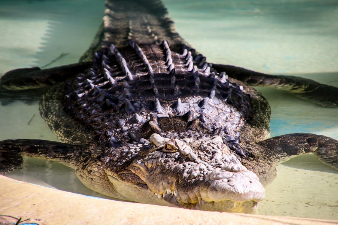Australië organiseert herdenkingsdienst voor bejaarde krokodil