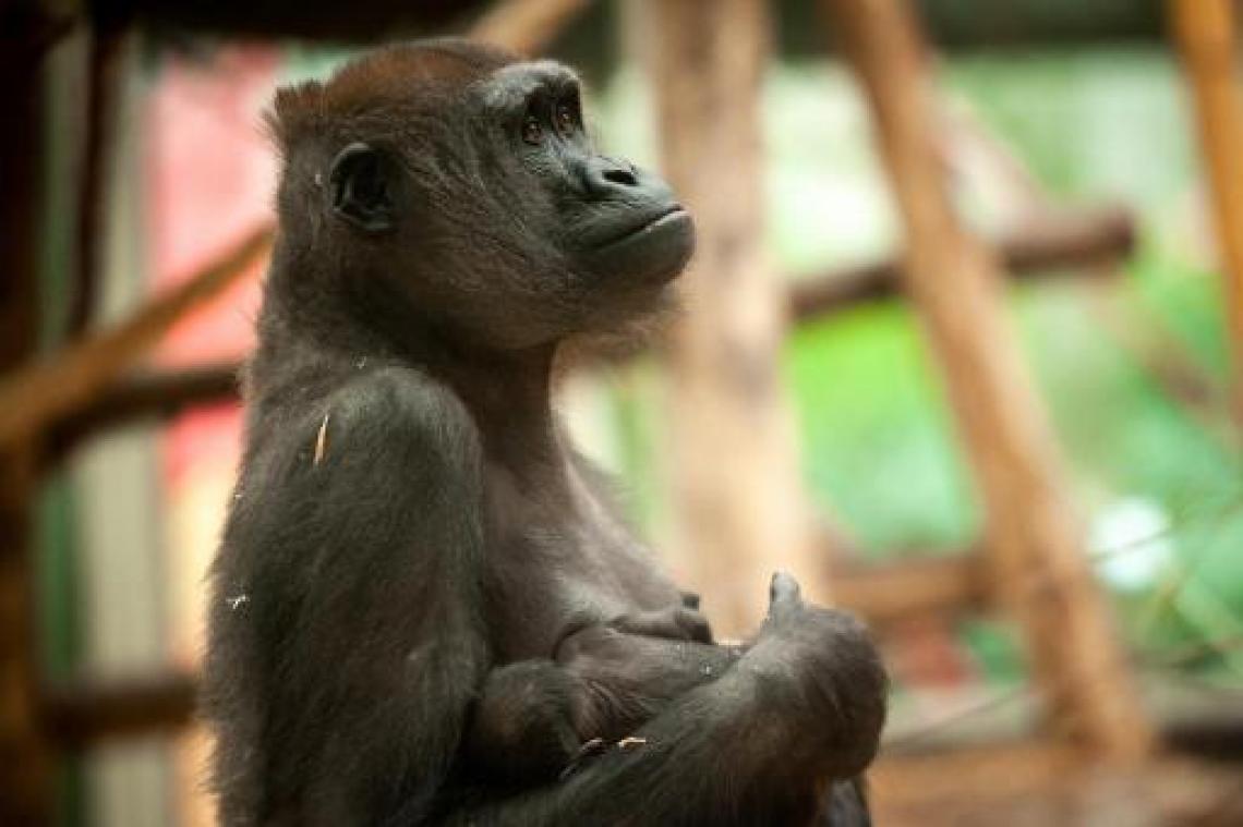 Zoo Antwerpen en Planckendael sluiten door stormweer