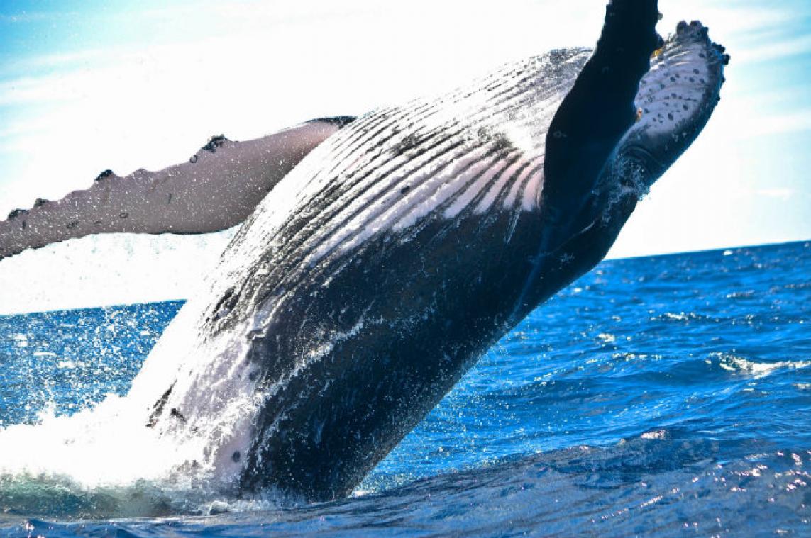 WOW. Walvis eet duiker bijna helemaal op