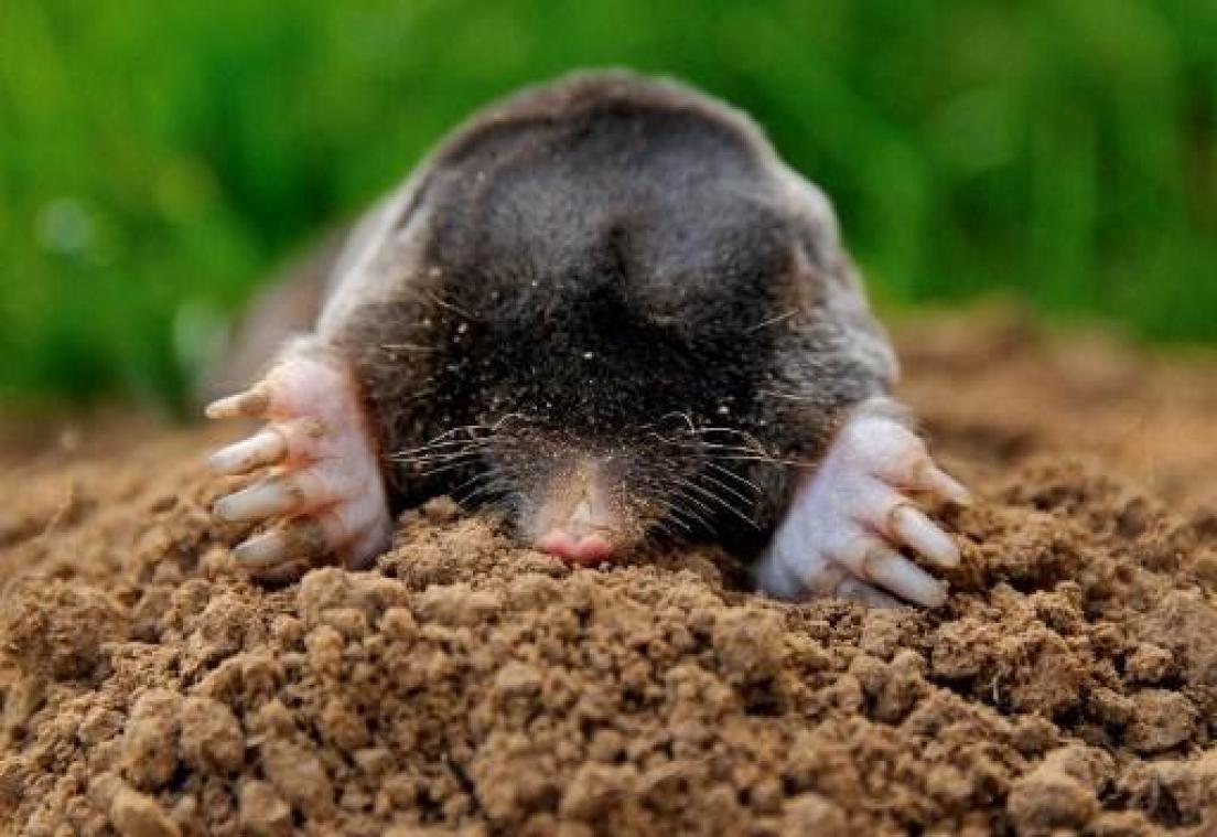 Natuurpunt krijgt 2.798 extra meldingen van mollen binnen tijdens "Mollenweekend"