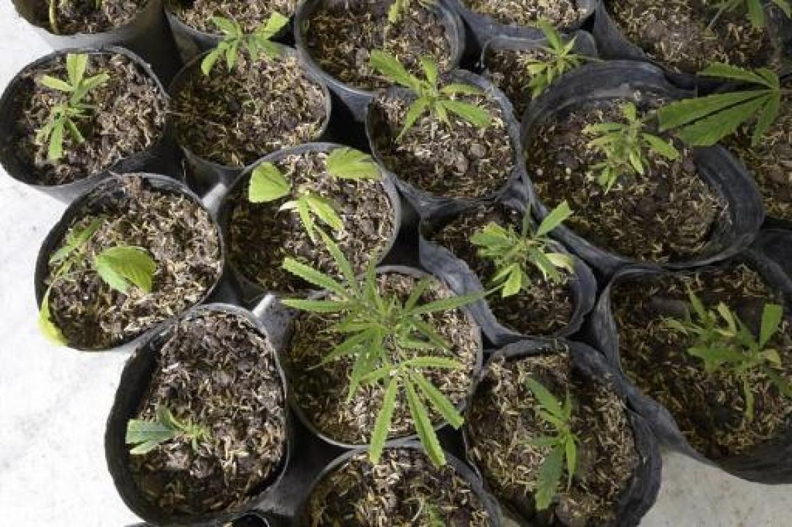 Aantal ontdekte cannabisplantages gaat in dalende lijn