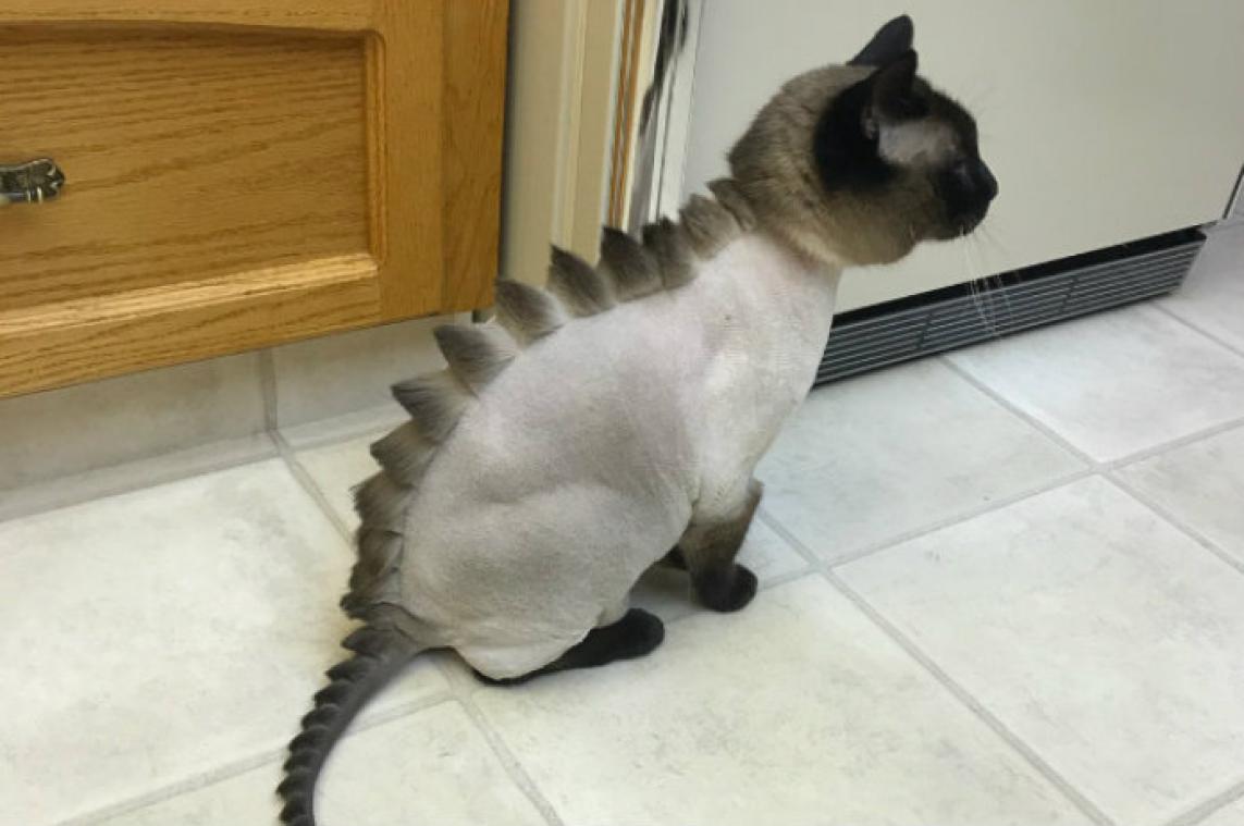 IN BEELD. Daarom is de #DinoCut-trend voor je kat geen goed idee