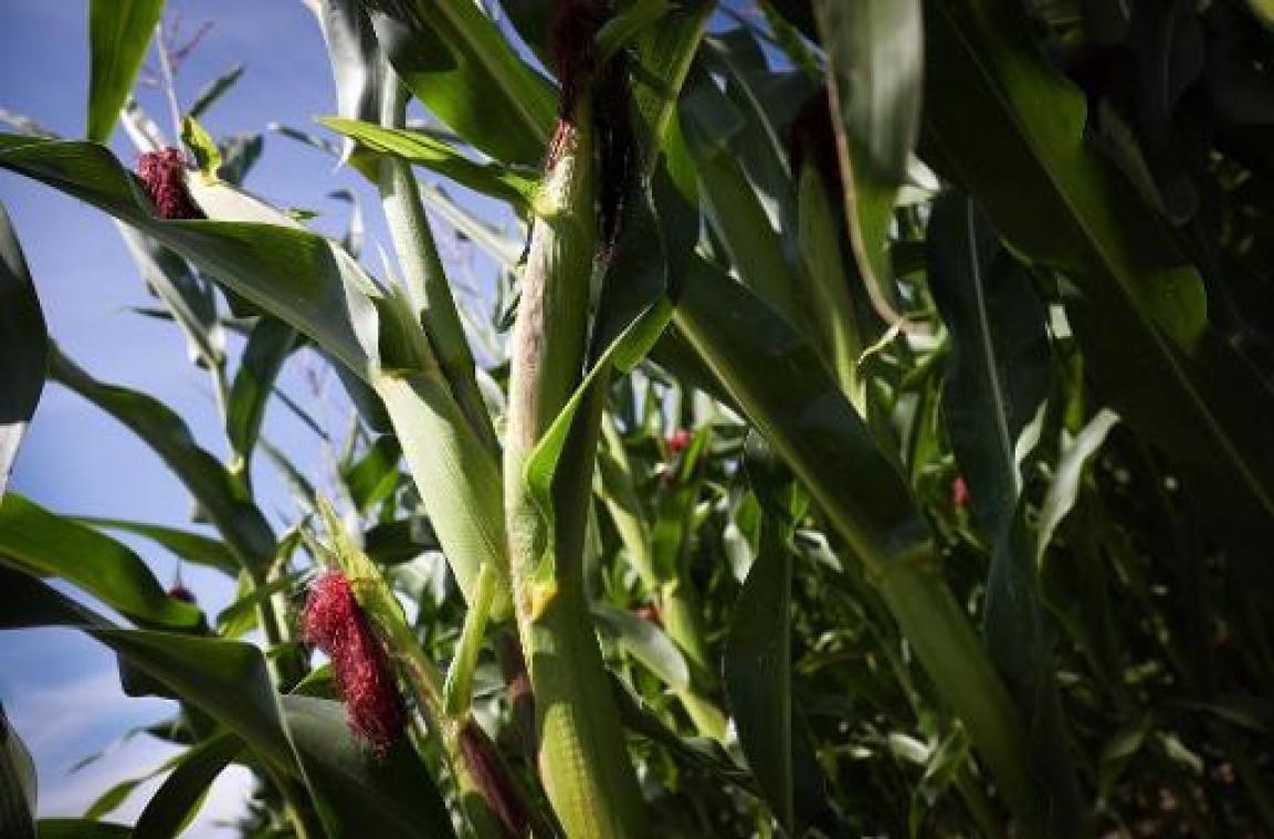 Grensoverschrijdend project België-Frankrijk wil ongebruikte gronden beplanten