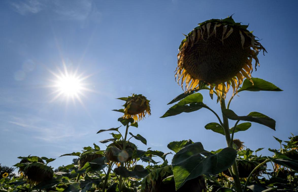 "Zomer wordt stilaan dodelijk seizoen voor het leven op aarde"