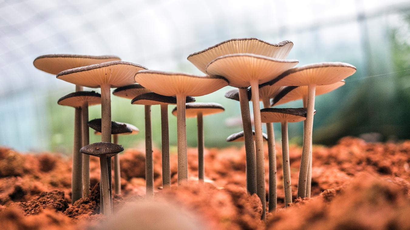 Paddenstoelen doen wonderen voor je mentale gezondheid