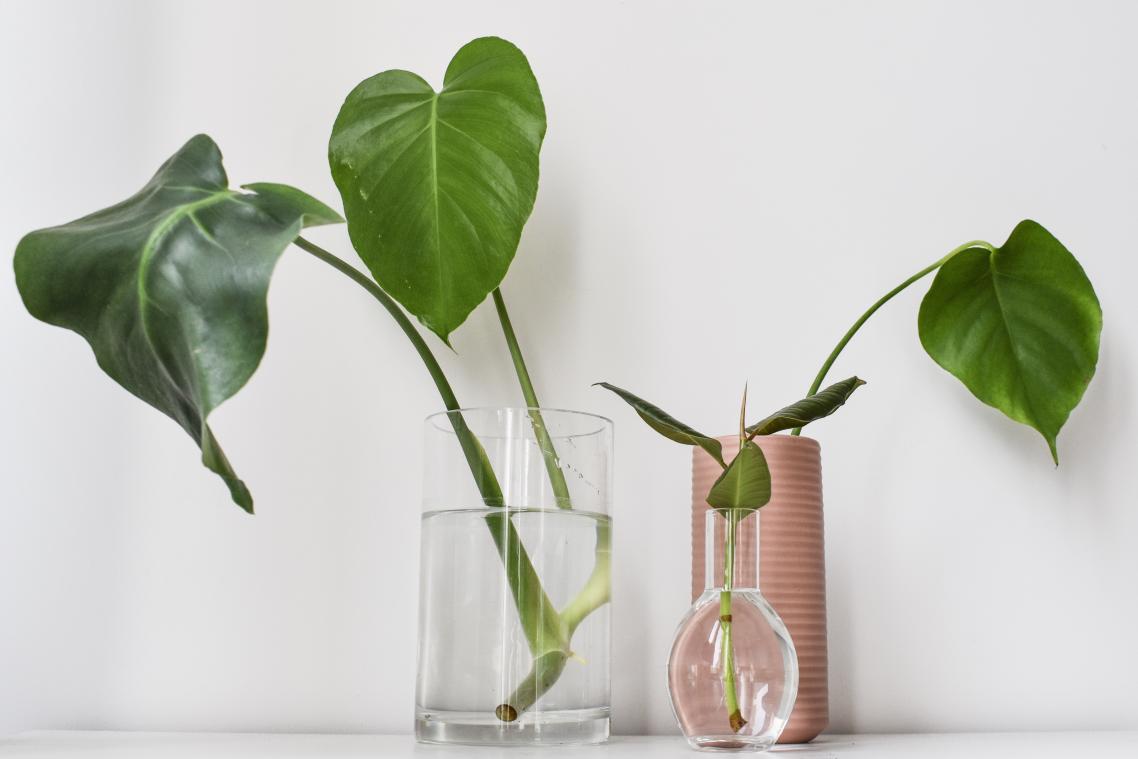 'Stek je Plant' en maak je eigen urban jungle