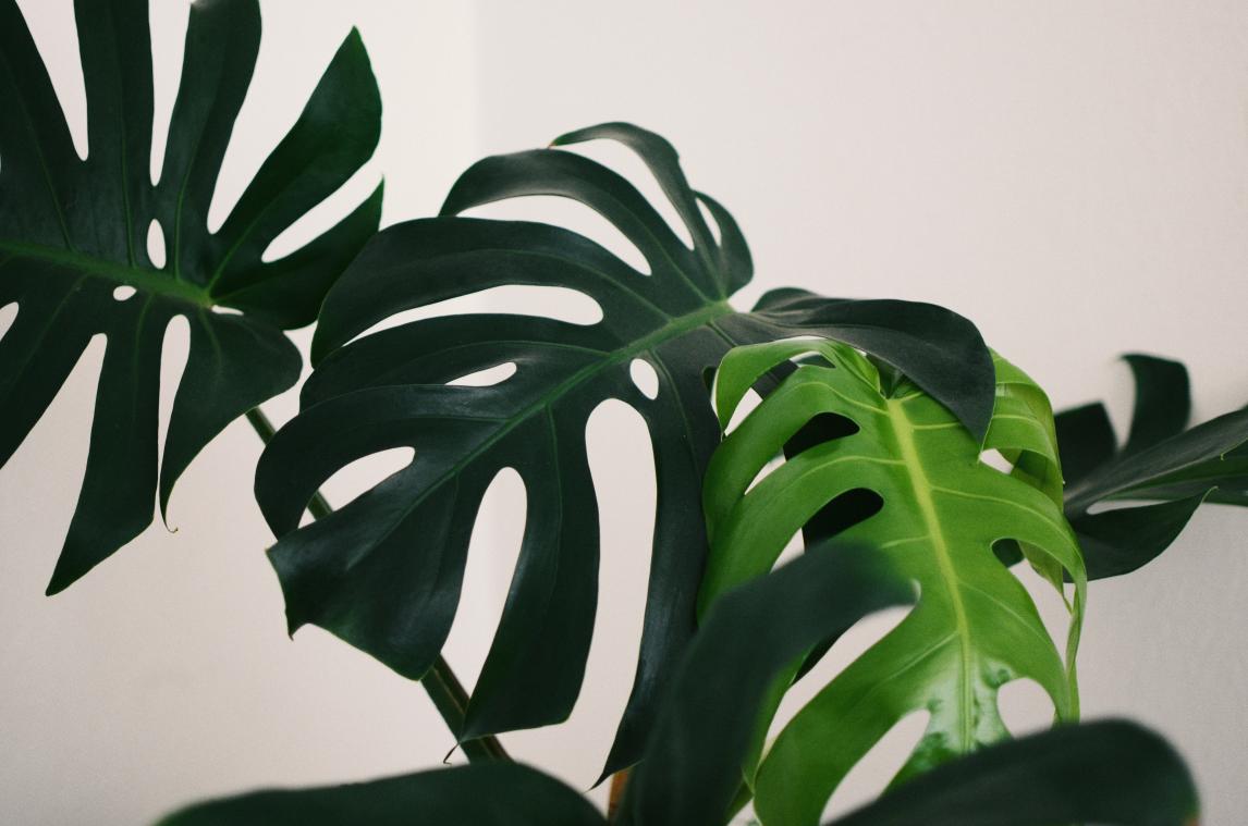 De leukste 'levende' planten op een rijtje