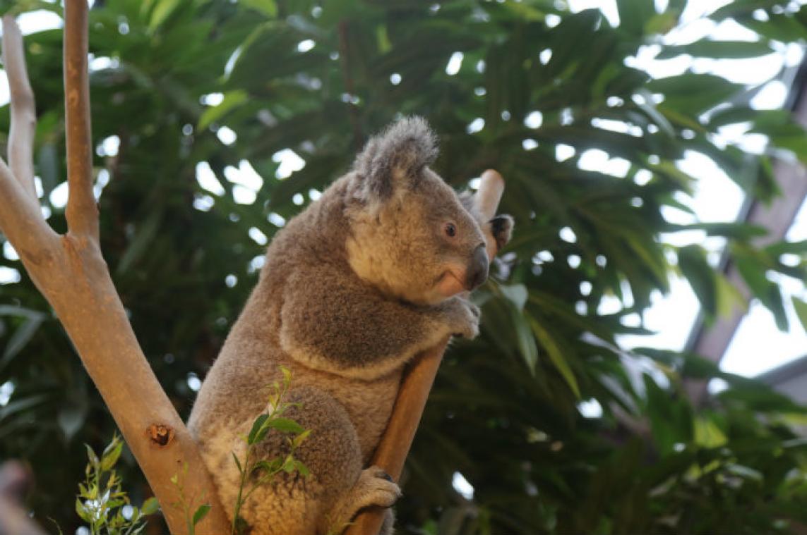 IN BEELD. Pairi Daiza verwelkomt twee nieuwe koala's