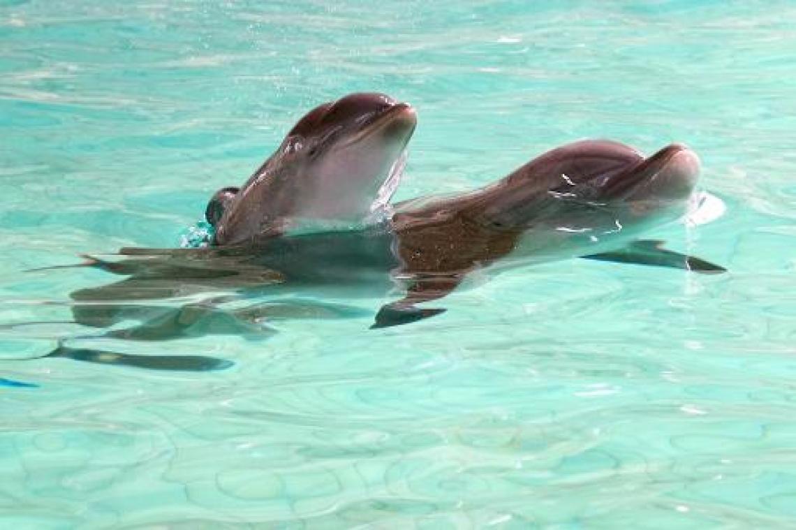 Weyts pleit voor uitdoofscenario voor dolfinarium