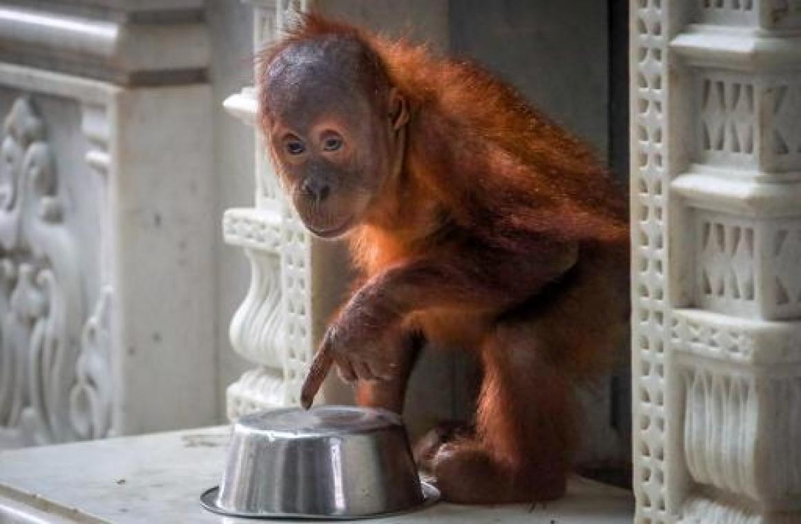 Orang-oetanbaby gered van smokkel op luchthaven van Bali
