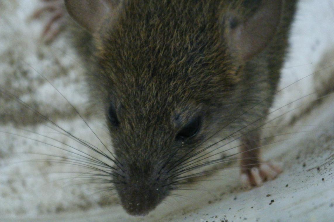 Criminelen smokkelen ratten vol drugs binnen in gevangenis