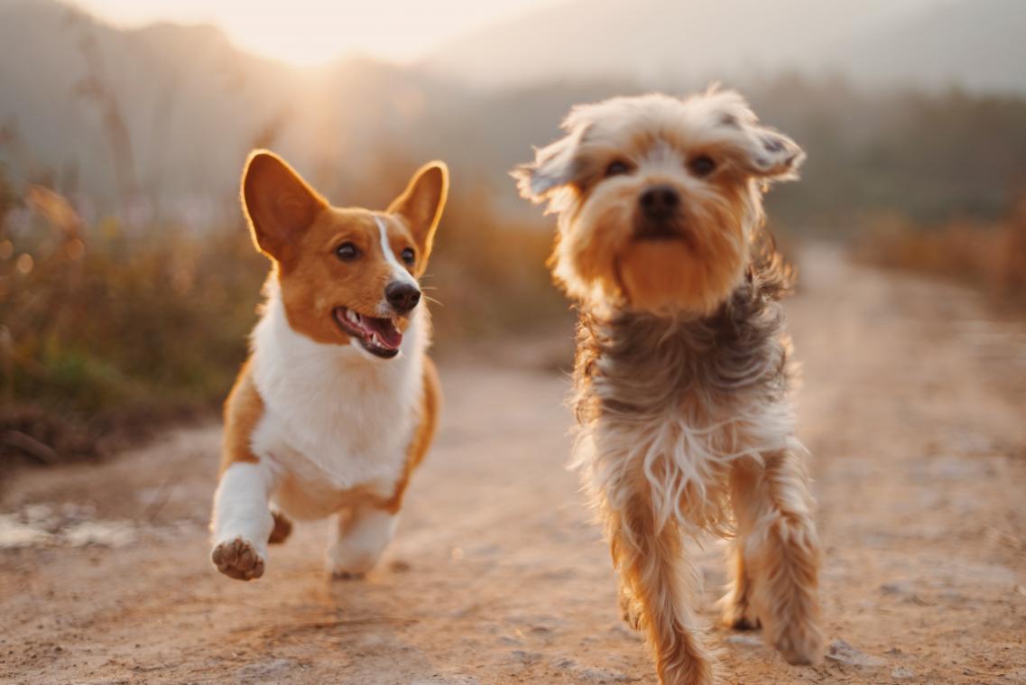 Geef jij deze honden een warme thuis?