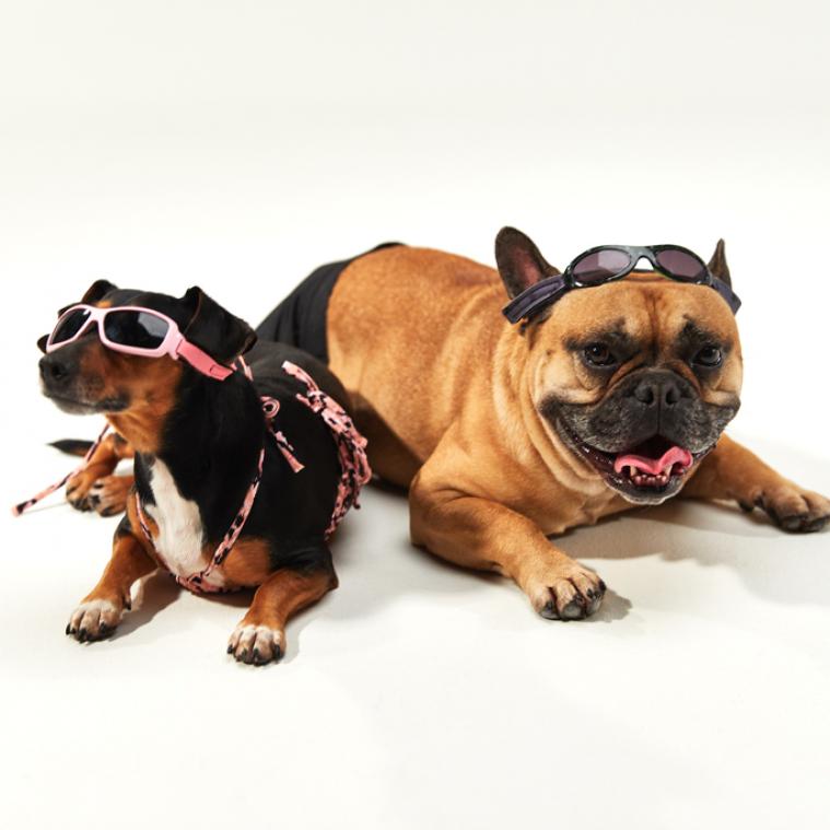 Deze zomer lopen jij en je hond in dezelfde bikini rond