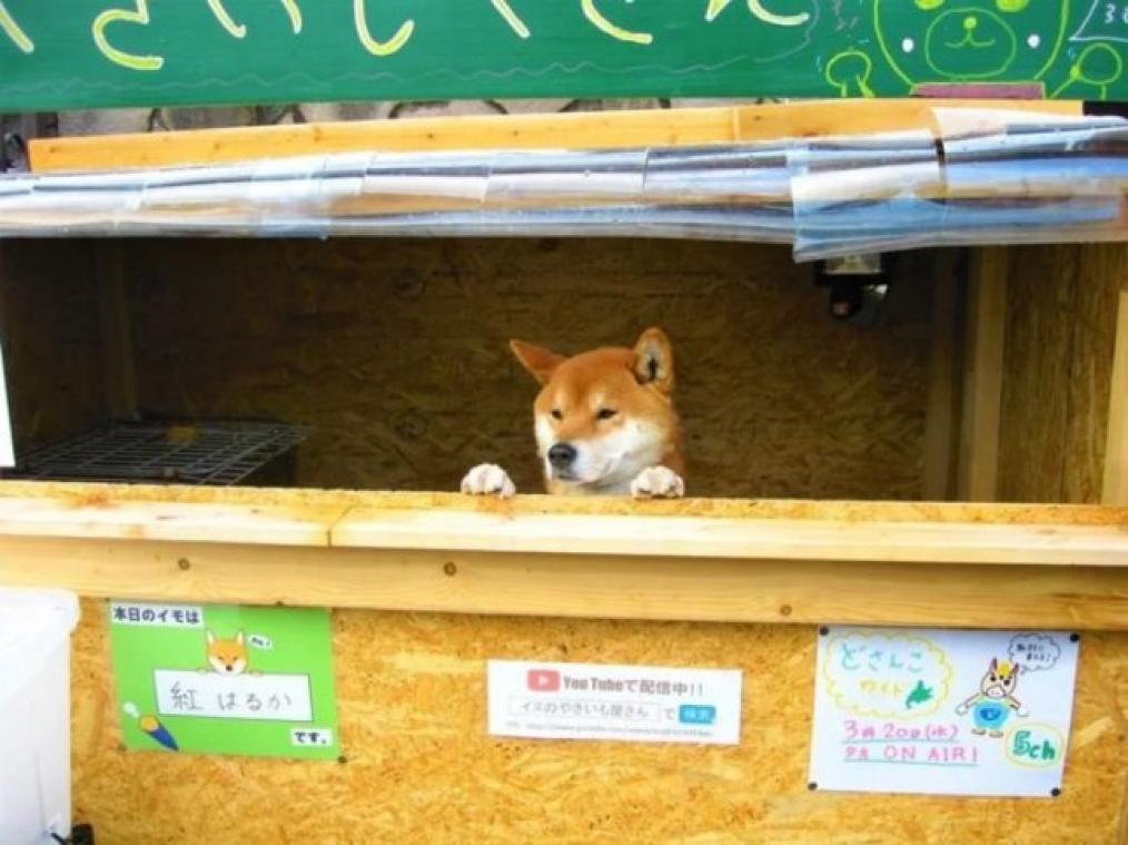 Bizar. Japanse hond runt zijn eigen zoete aardappelwinkel