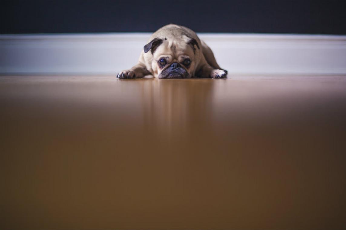 Hond met scheidingsangst wordt alleen rustig van etalagepop