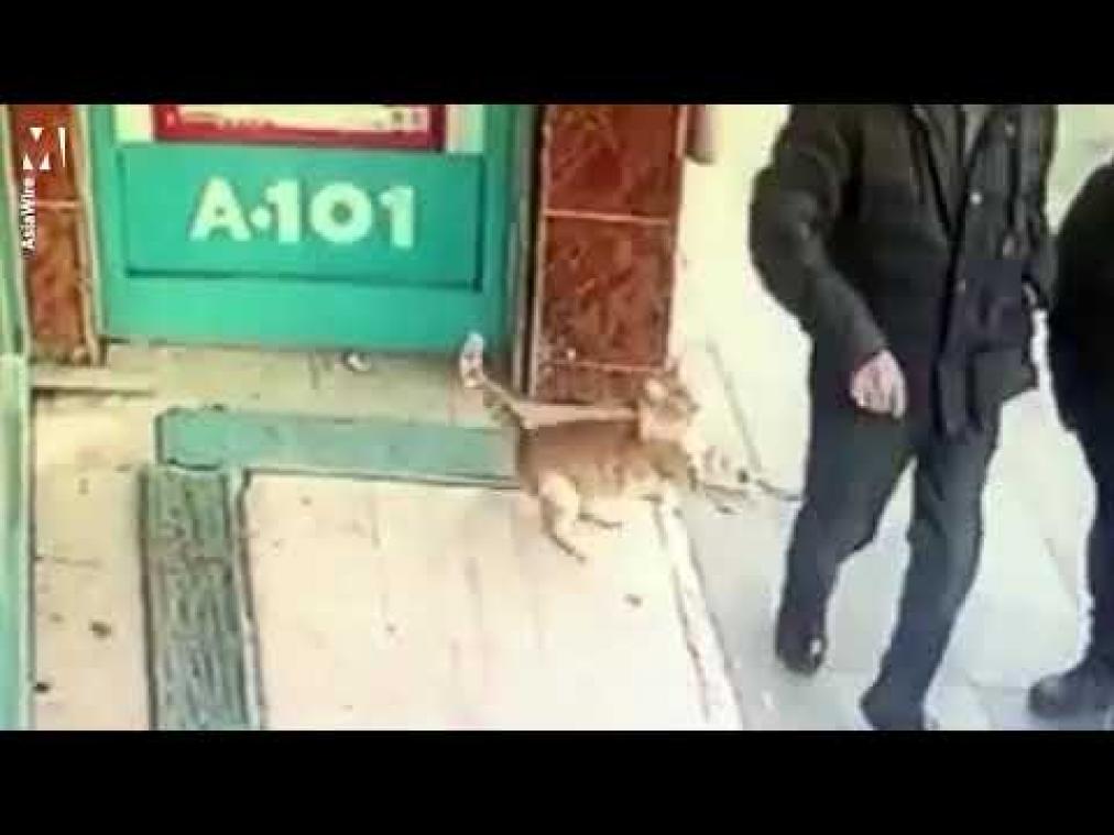 VIDEO. Feministische kat valt enkel mannen aan