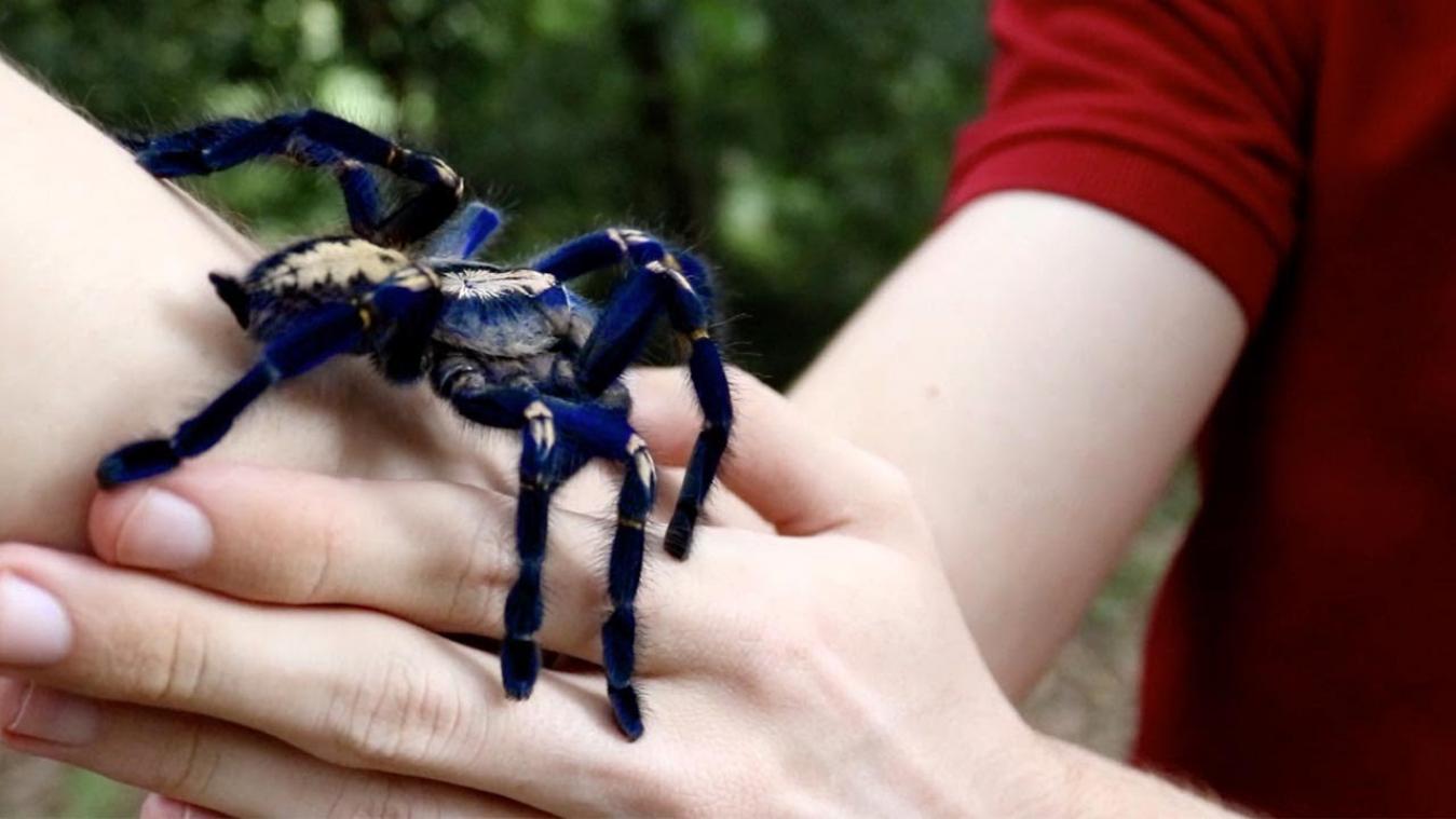 VIDEO. Student houdt zeldzame blauwe tarantula als huisdier