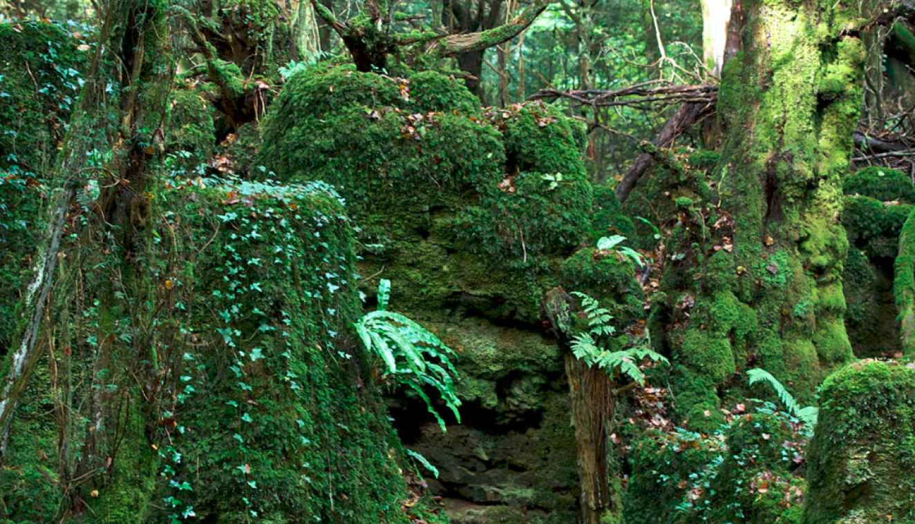 IN BEELD. Dit bos inspireerde de schrijver van 'Lord of the Rings'