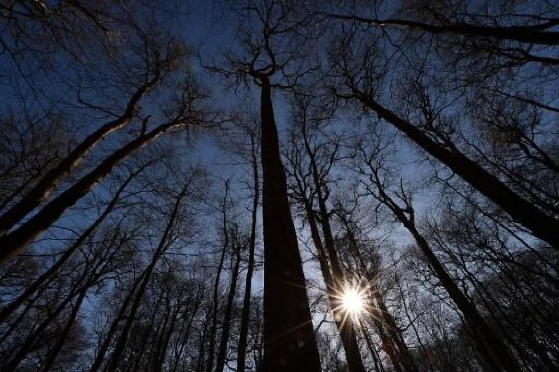 Bossen beschermen dieren tegen klimaatopwarming