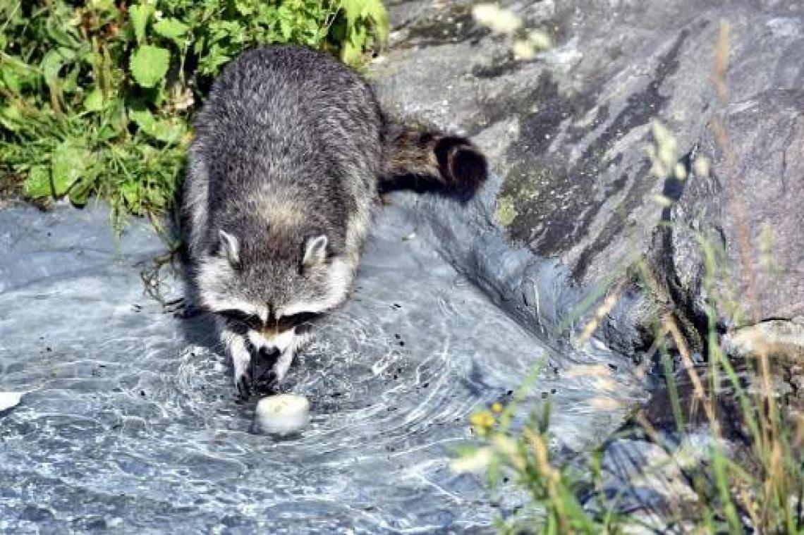 EU dwingt tot bestrijding wasberen