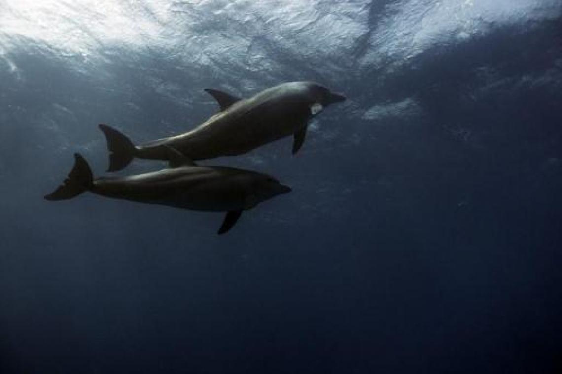 Egypte verbiedt plastic rond Rode Zee