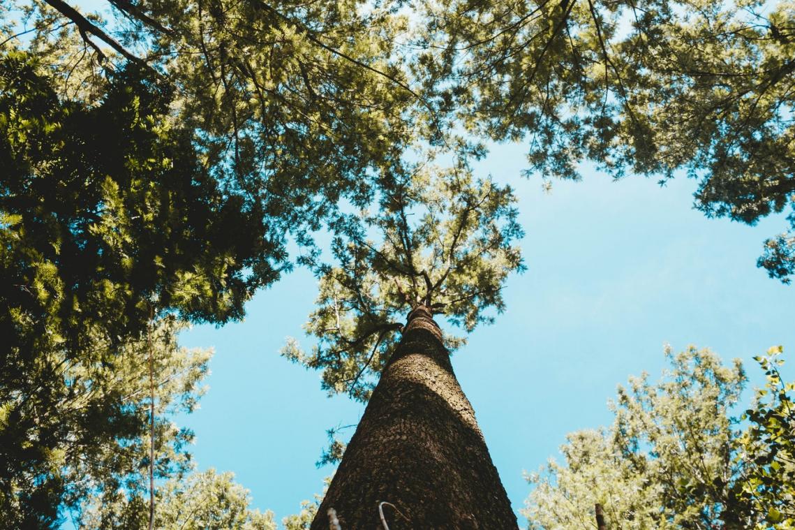 De nieuwe hoogste tropenboom ter wereld is 100 meter groot