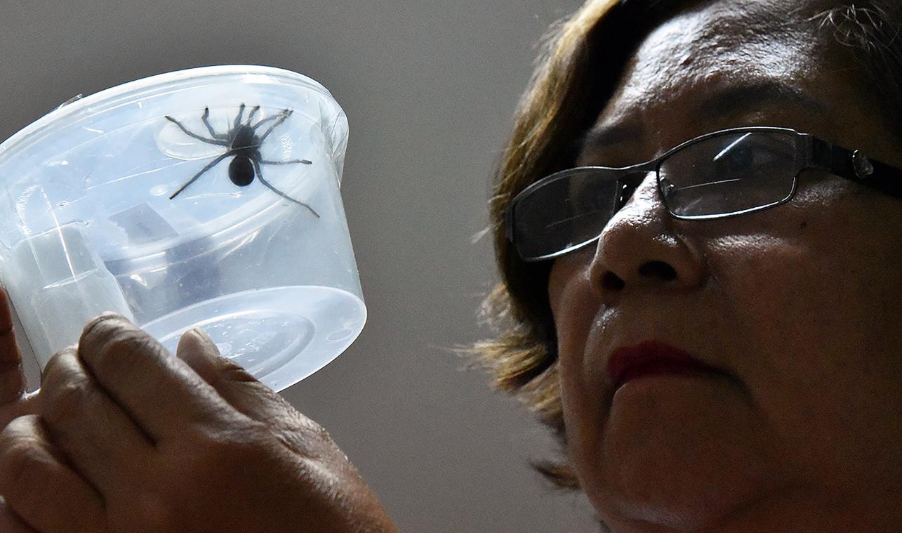 Meer dan 700 tarantula's in koekjesdozen onderschept door douane