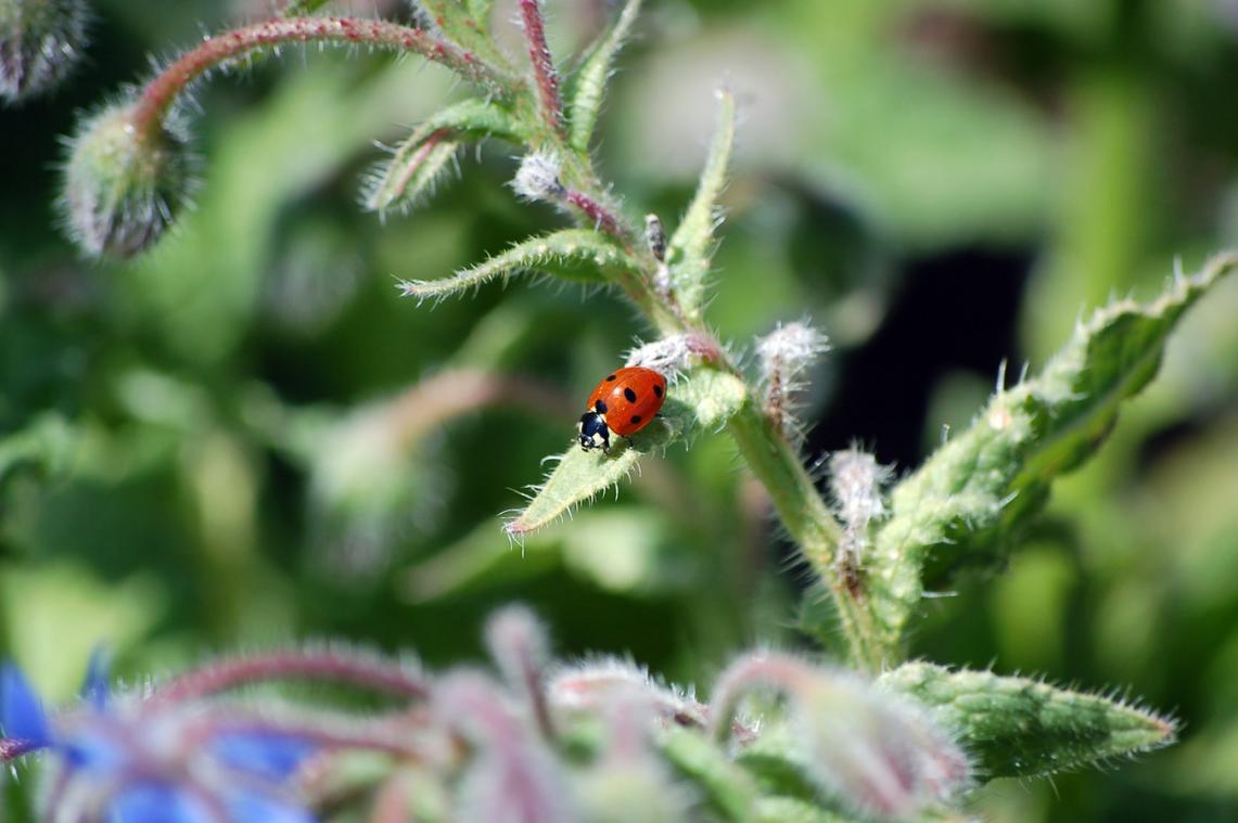 Exotische lieveheersbeestjes dragen SOA met zich mee