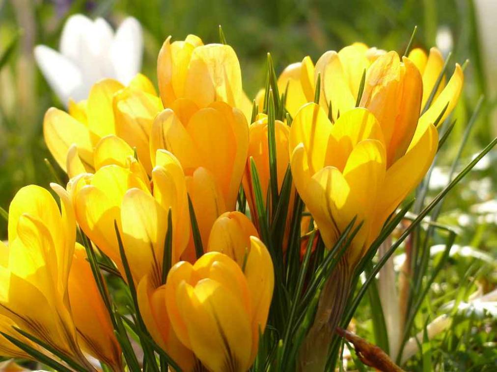 Daar is de lente
