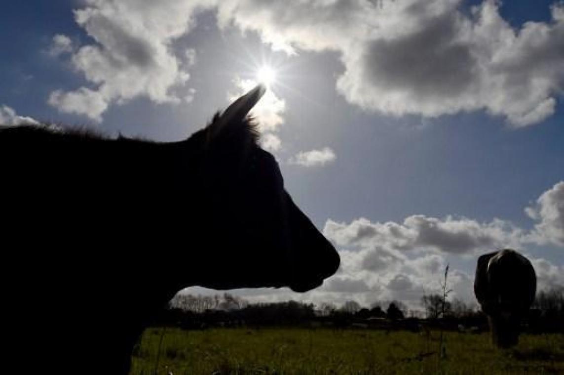 Animal Rights waarschuwt voor vlees van verzwakte koeien in Belgische winkelrekken