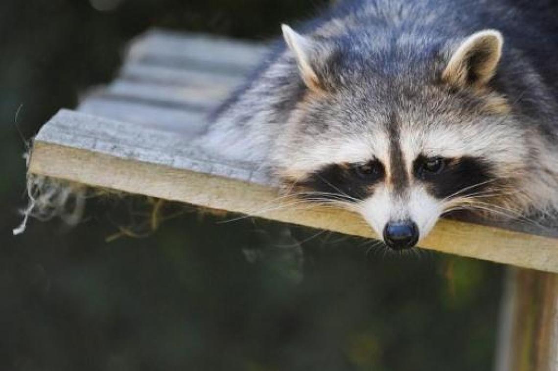 "Massaal afschieten wasberen in Nederlands Limburg van de baan"