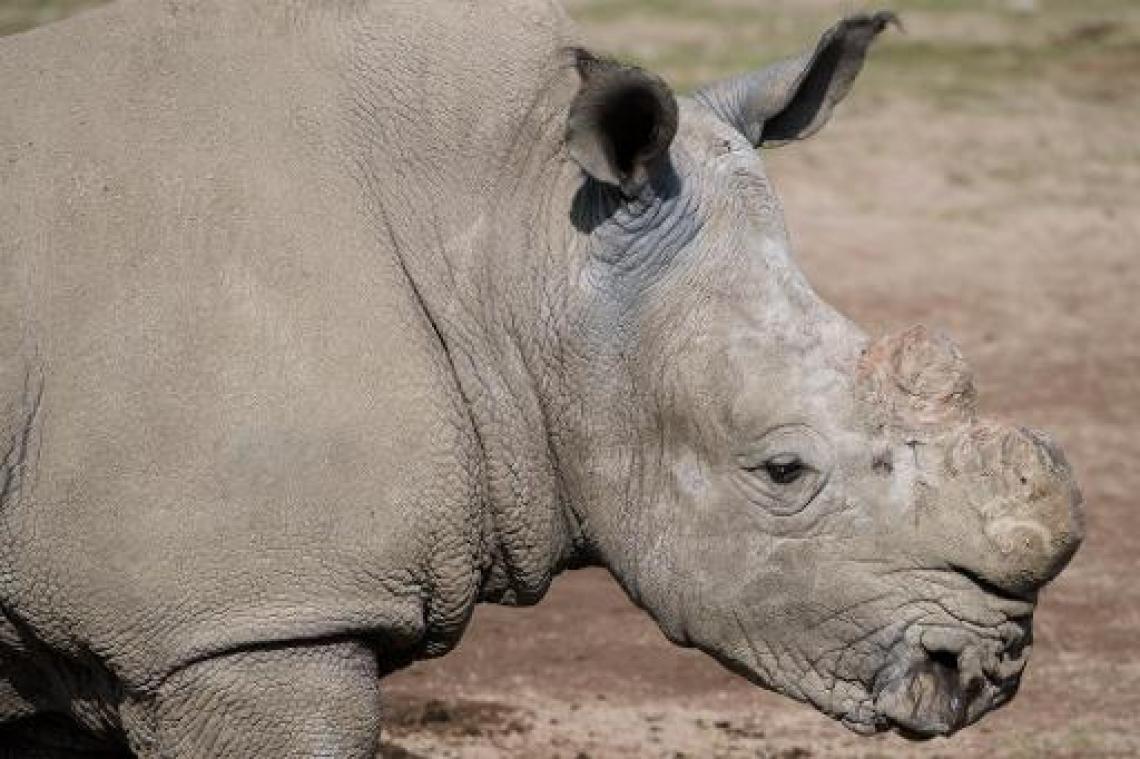 Twee mannen opgepakt voor smokkelen van 167 neushoornhoorns in Zuid-Afrika