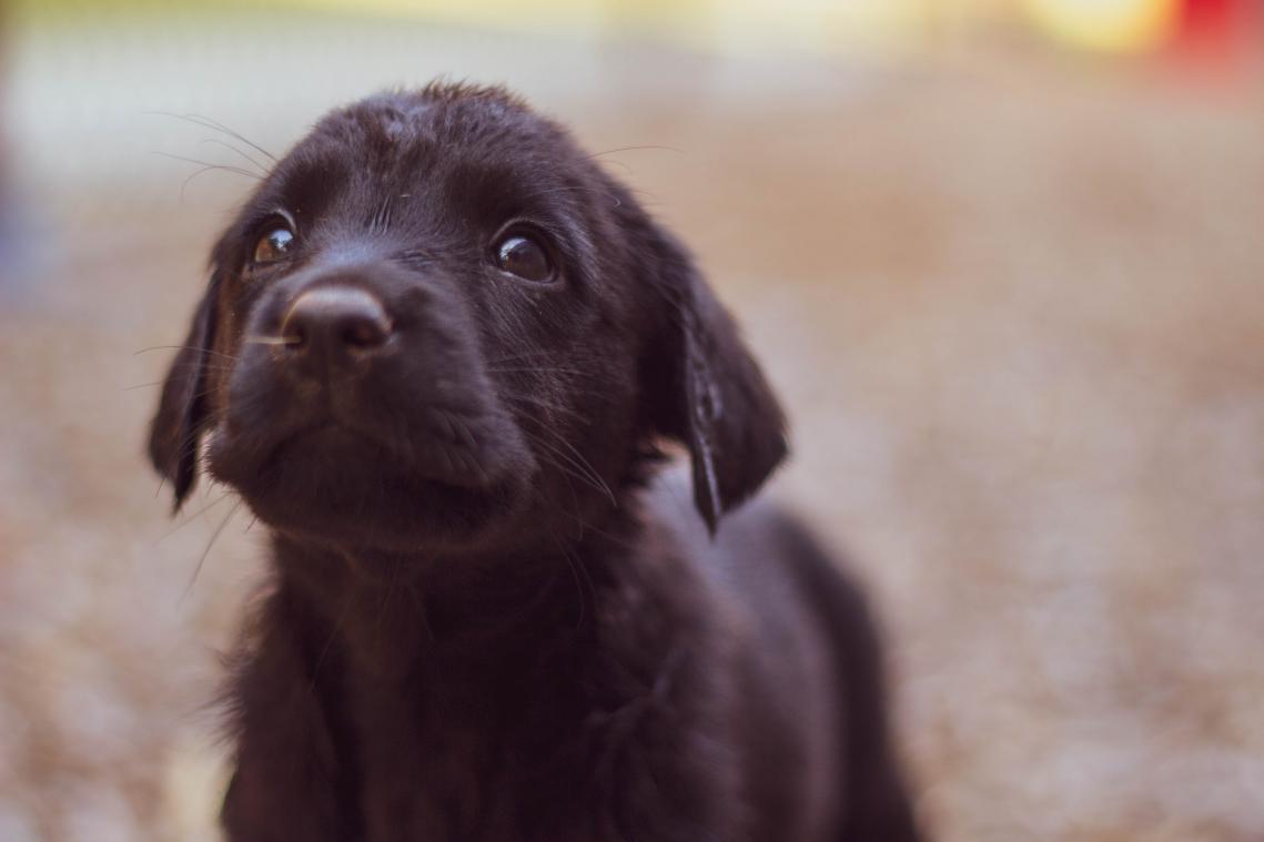Geef jij deze honden een warme thuis?
