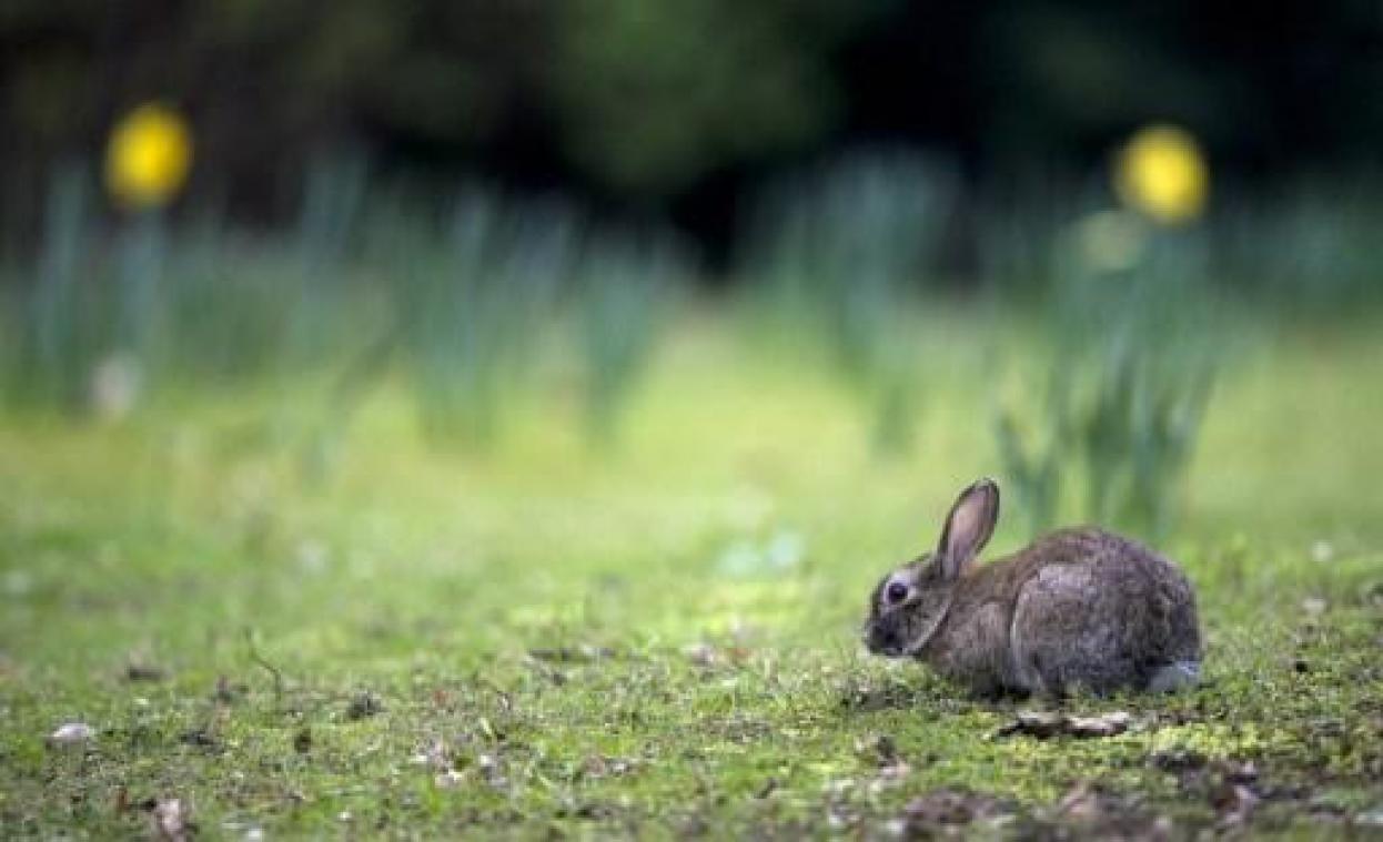 Konijnenkeutels goed voor biodiversiteit van planten