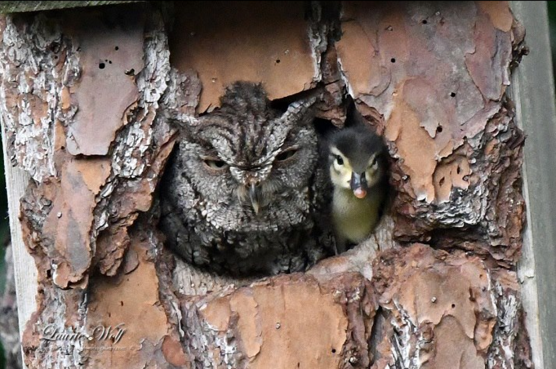 Uil voedt eendje op alsof het haar eigen kroost is