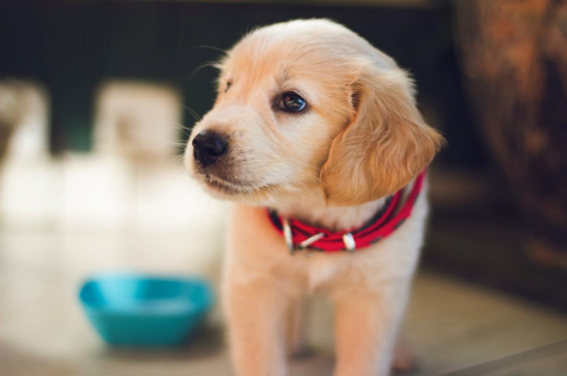 Zo zagen honden er 4.000 jaar geleden uit