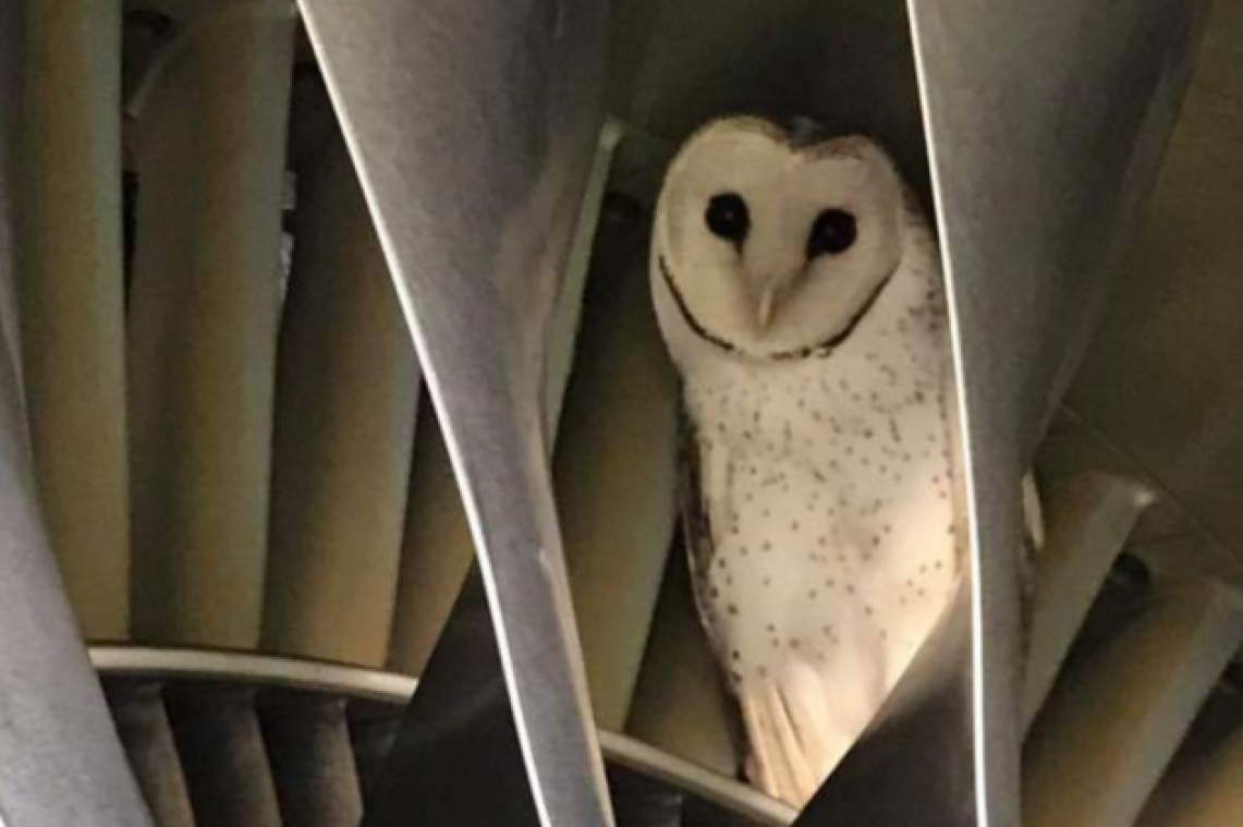 Monteurs vinden levende uil in vliegtuigmotor