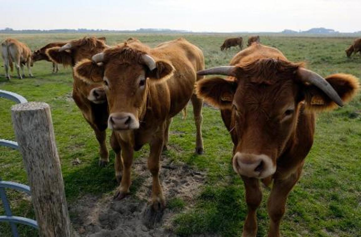 Horeca en landbouwsector gaan Belgisch rundsvlees promoten