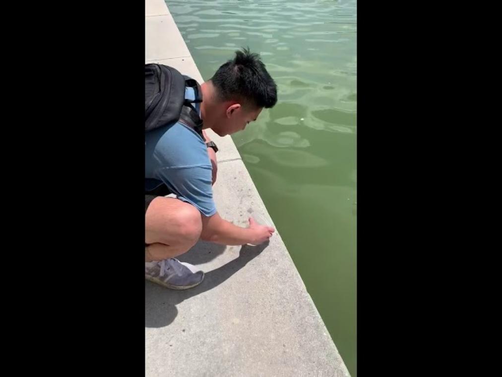 VIDEO. Jongeren laten schildpad vrij, maar die wordt meteen opgegeten