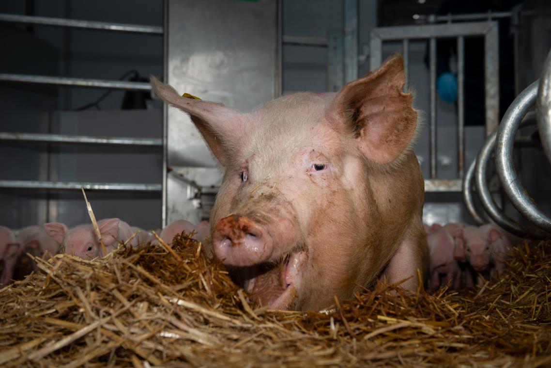 Label Beter Leven' ijvert voor meer diervriendelijke voedselconsumptie