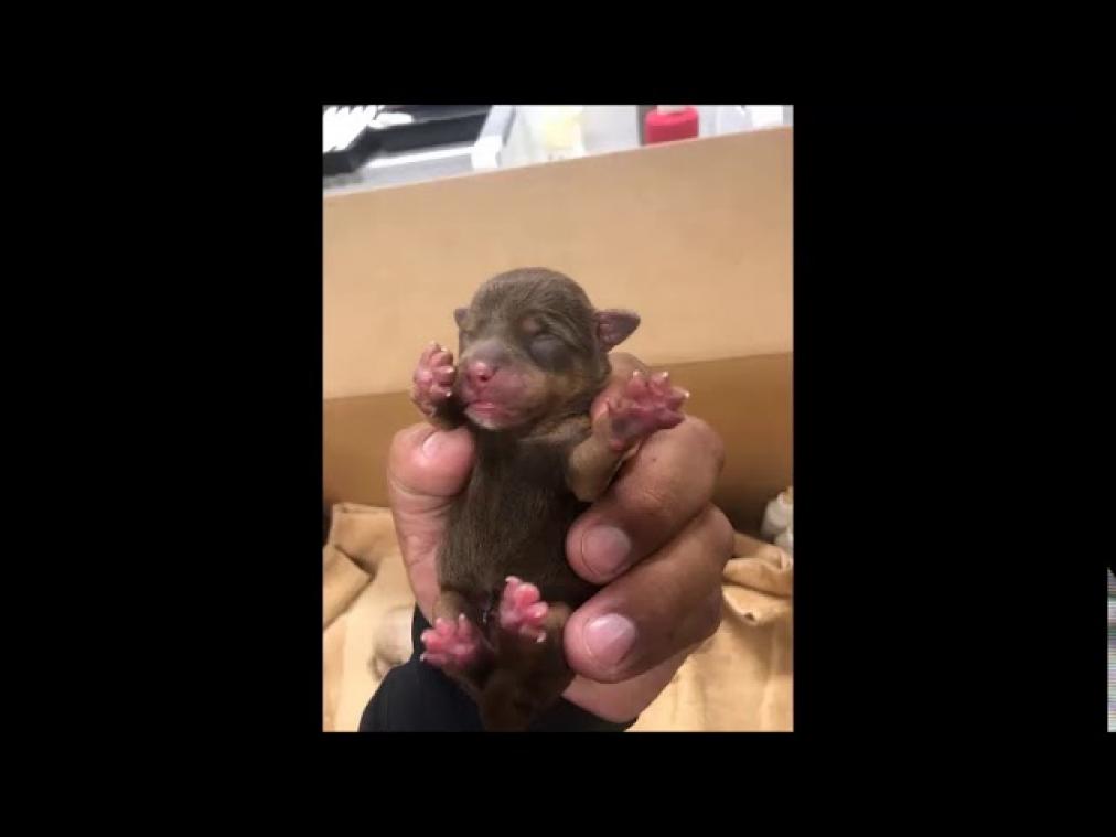 VIDEO. Politie arresteert vrouw die zeven puppy's in afvalcontainer dumpte